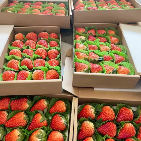Strawberry Packaging 