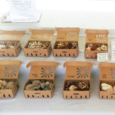 Mushroom Packaging 